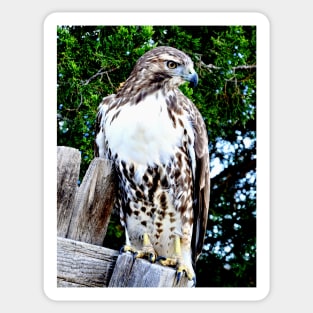 Red Tailed Hawk Sticker